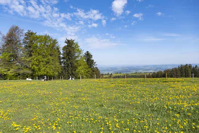 Auf dem Pfänderrücken