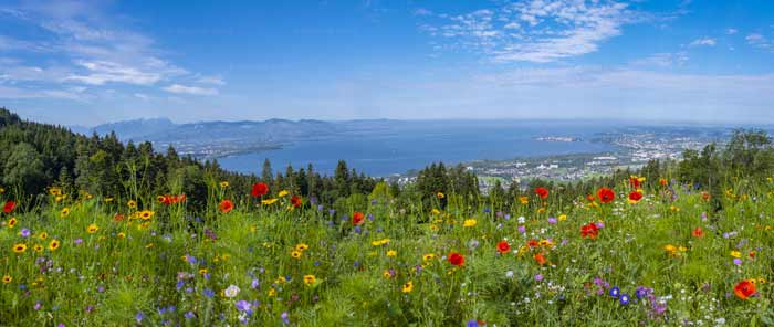 Alm-Blumenwiese am Pfänder