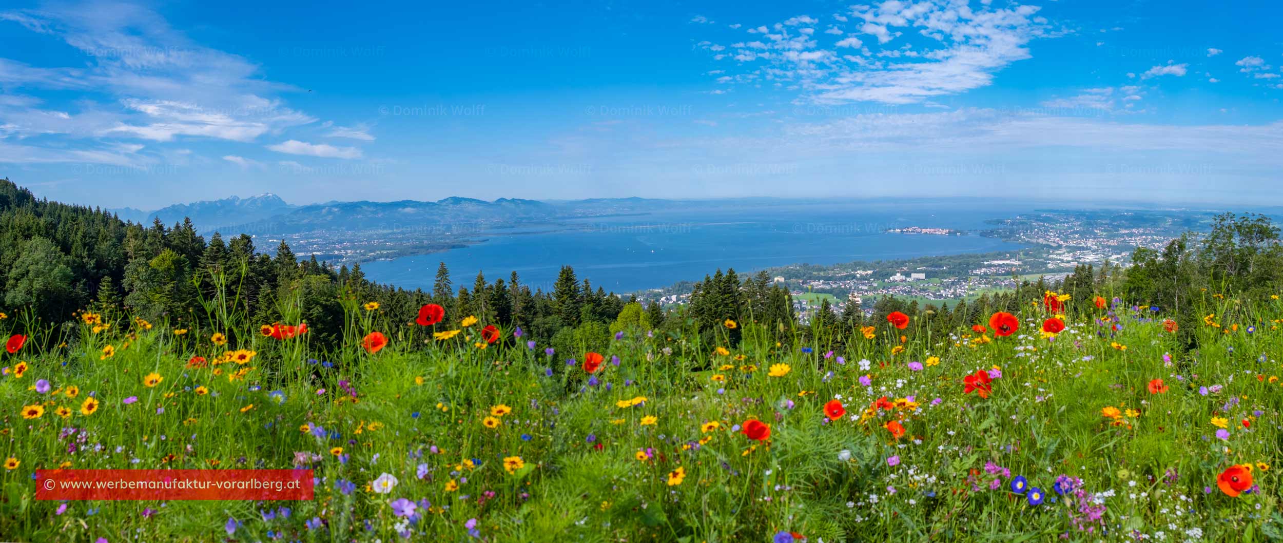 Alm-Blumenwiese am Pfänder