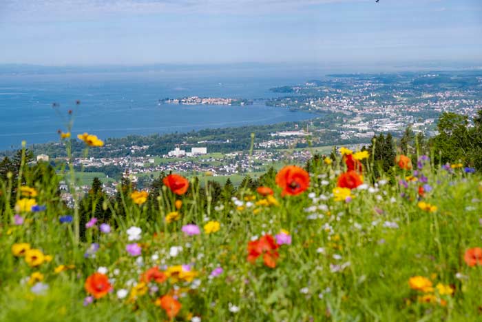 Blick vom Pfänder auf den Bodensee