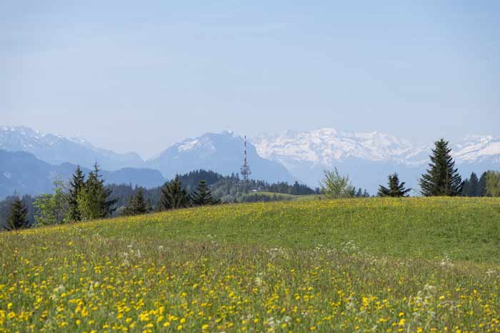 Frühling auf dem Pfänder