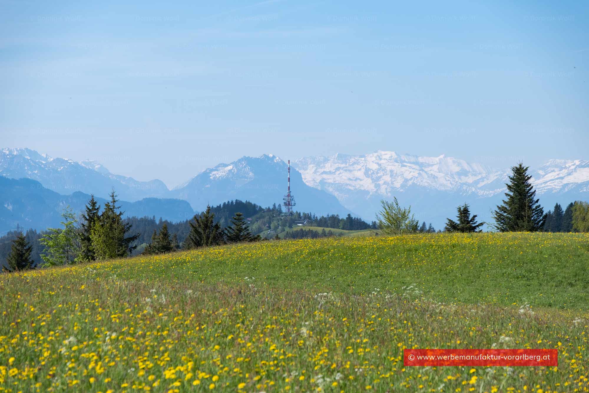 Bild + Foto - Frühling auf dem Pfänderrücken