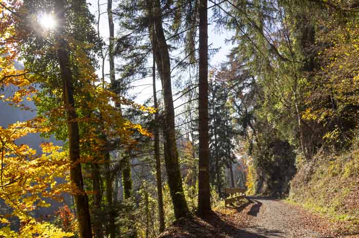 Wanderweg zum Pfänder