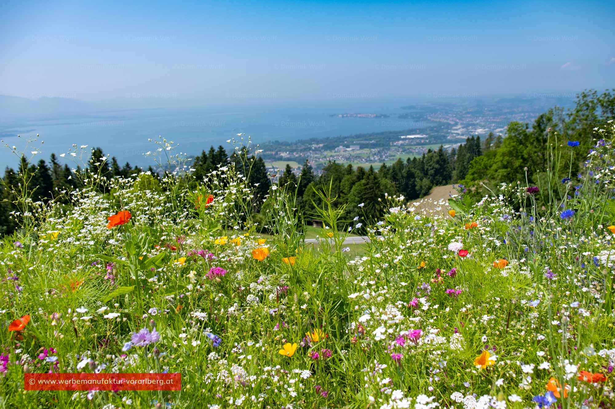 Bild + Foto - Almwiese in Vorarlberg