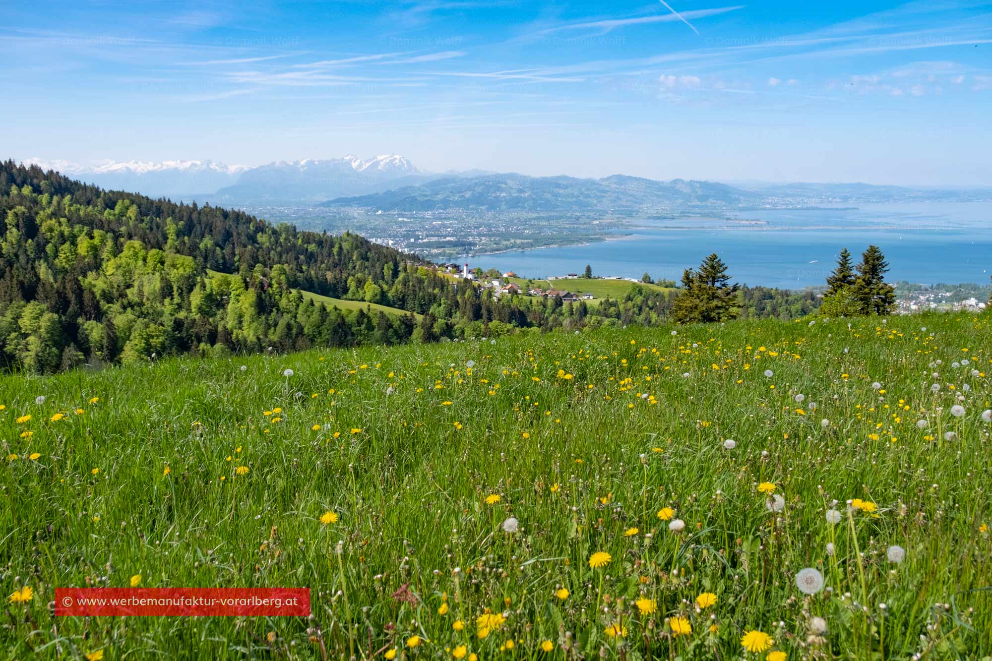 Almwiese auf dem Pfändermassiv