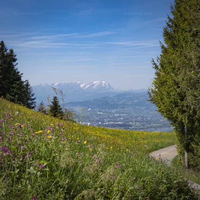 Blühende Bergwiese am Pfänder