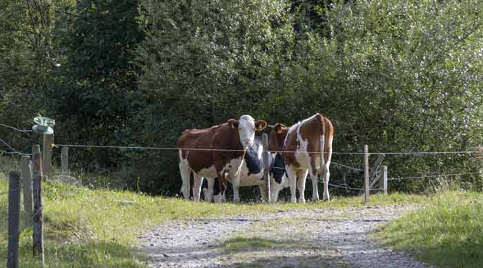 Überraschung am Pfänder