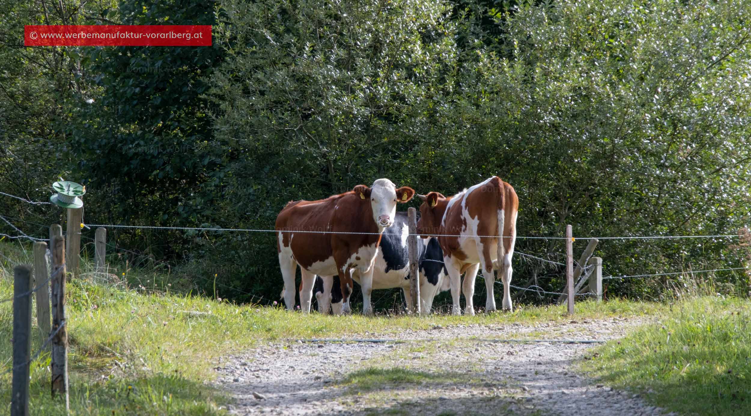 Bild + Foto - Am Wanderweg Juggen