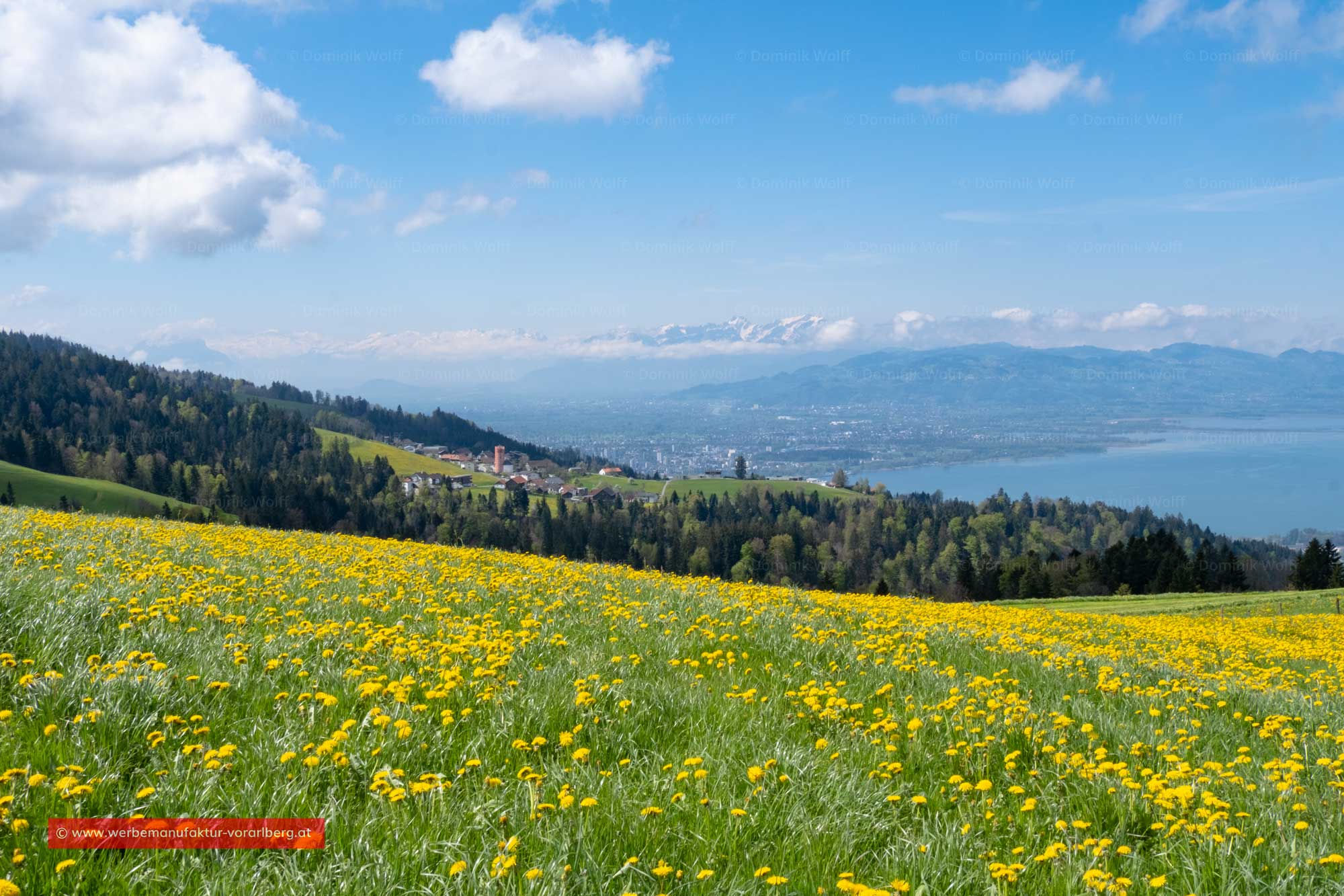 Bild + Foto - Frühling auf den Almen in Vorarlberg