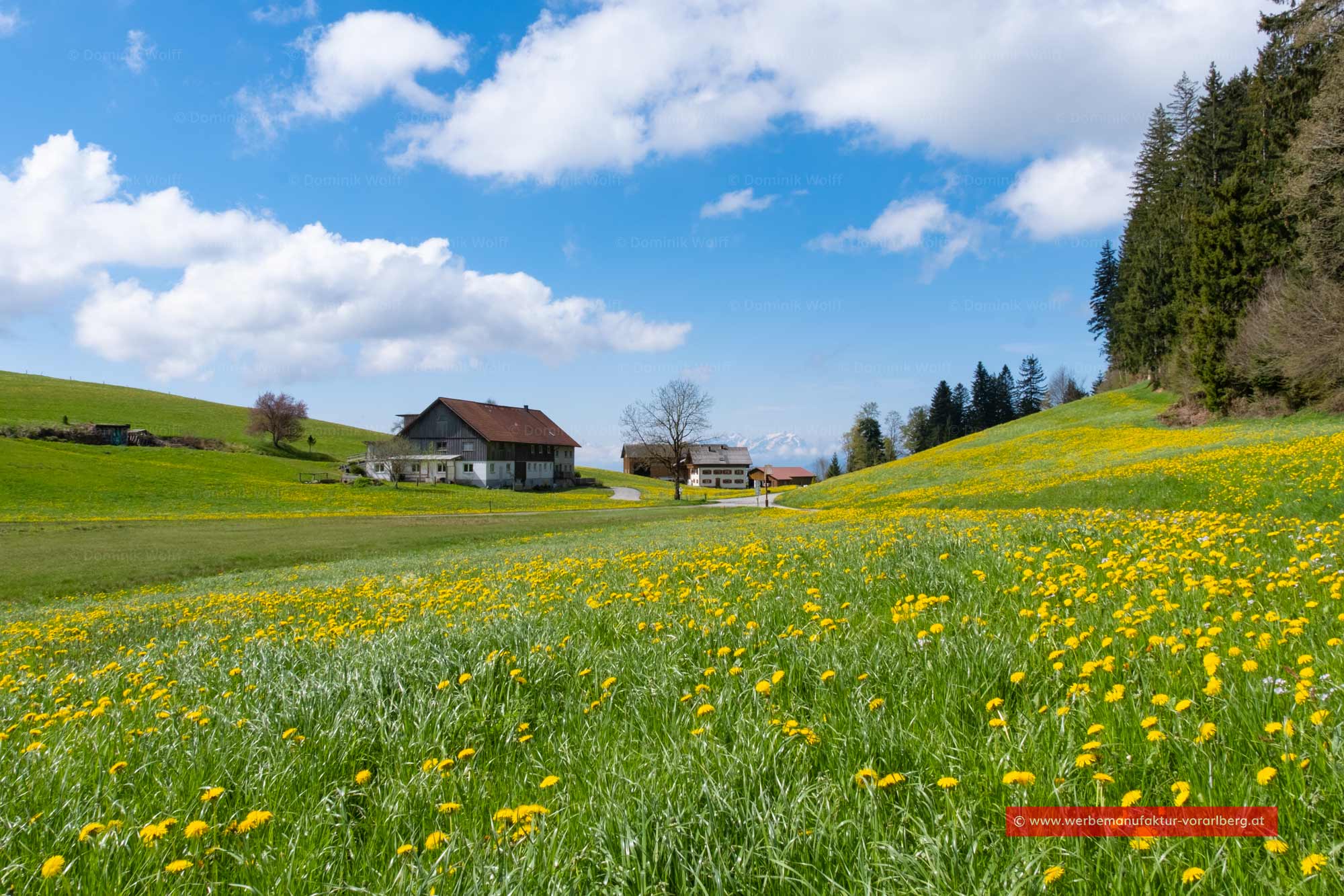 Bild + Foto - Blühende Almwiesen in Vorarlberg