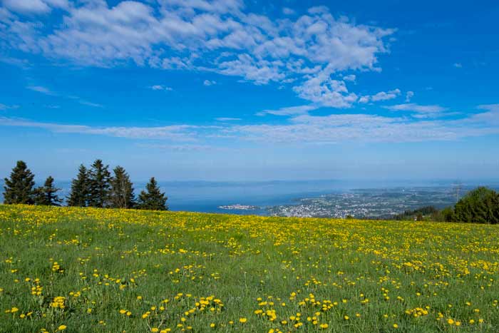 Frühling auf dem Pfänderrücken