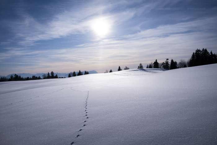 Winter auf dem Pfänderrücken