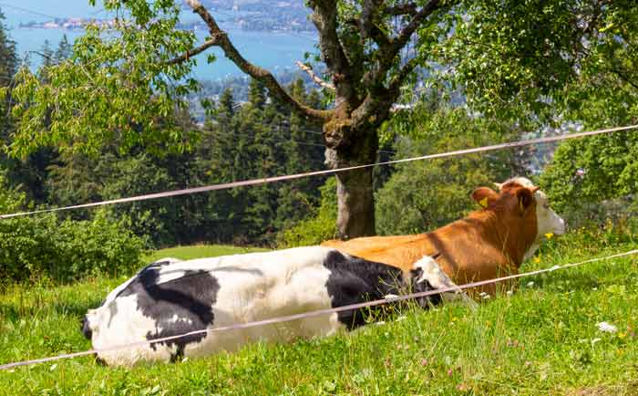 Auf dem Pfändermassiv gut leben