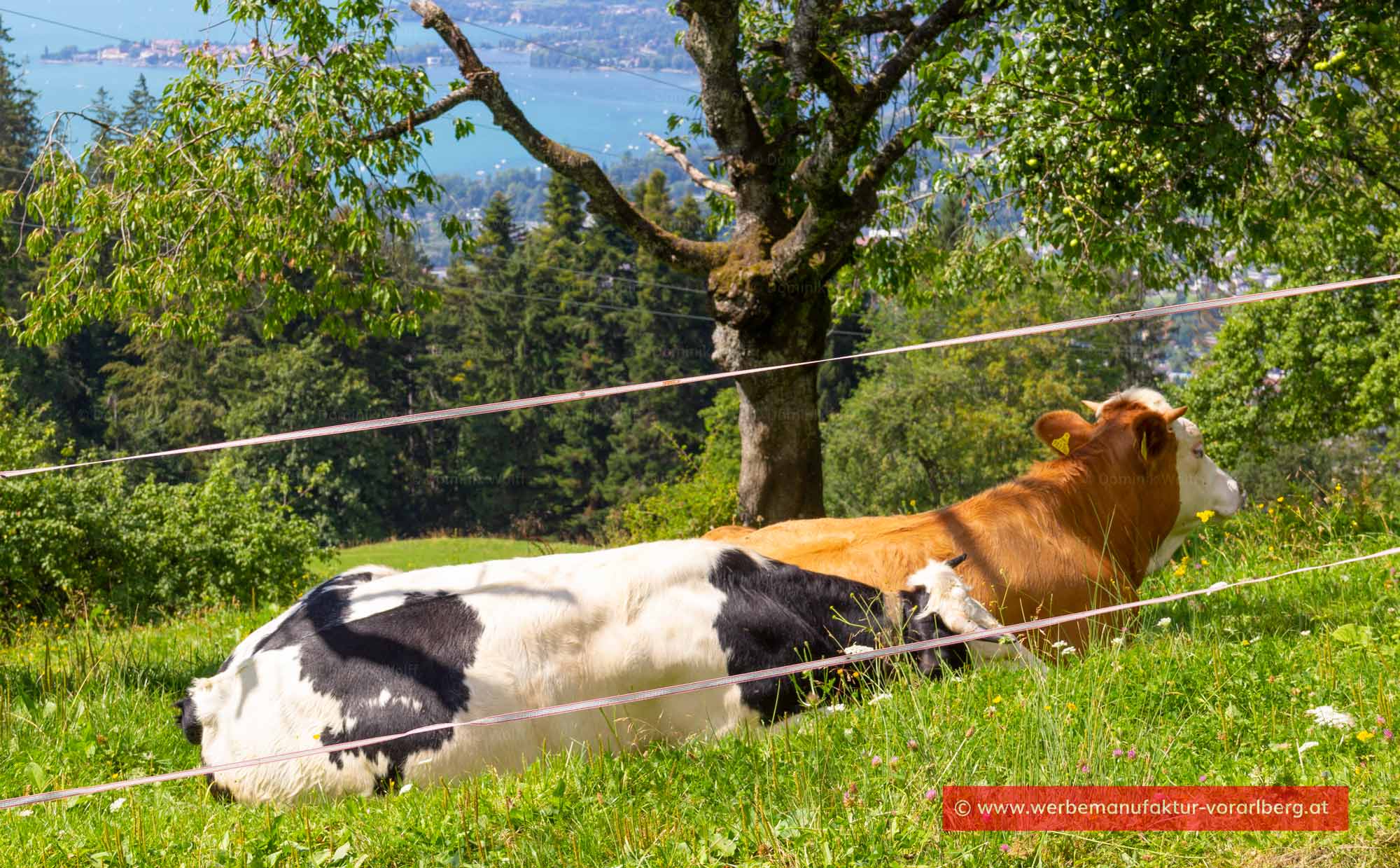 Bild + Foto - Holstein-Rind auf dem Pfänderstock