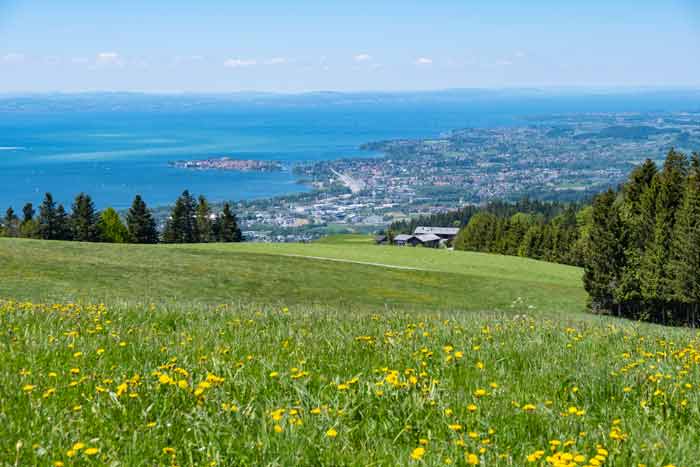 Blühender Frühling auf dem Pfänder