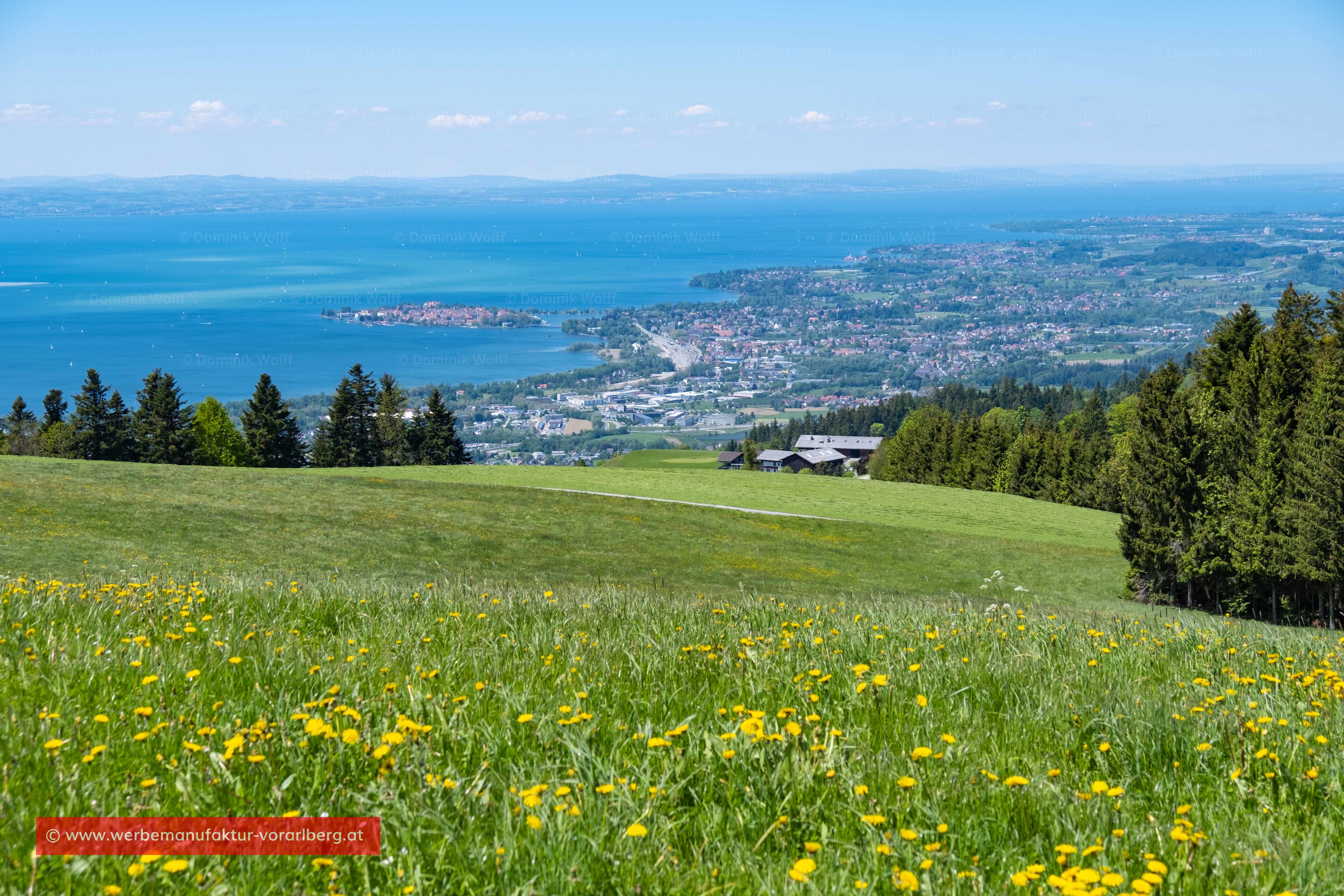 Bild + Foto - Blühende Alm / Wiesen auf dem Pfänder