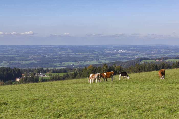 Pfänderrücken in Richtung Nordwest