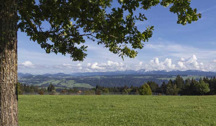 Allgäuer Pfänderrücken