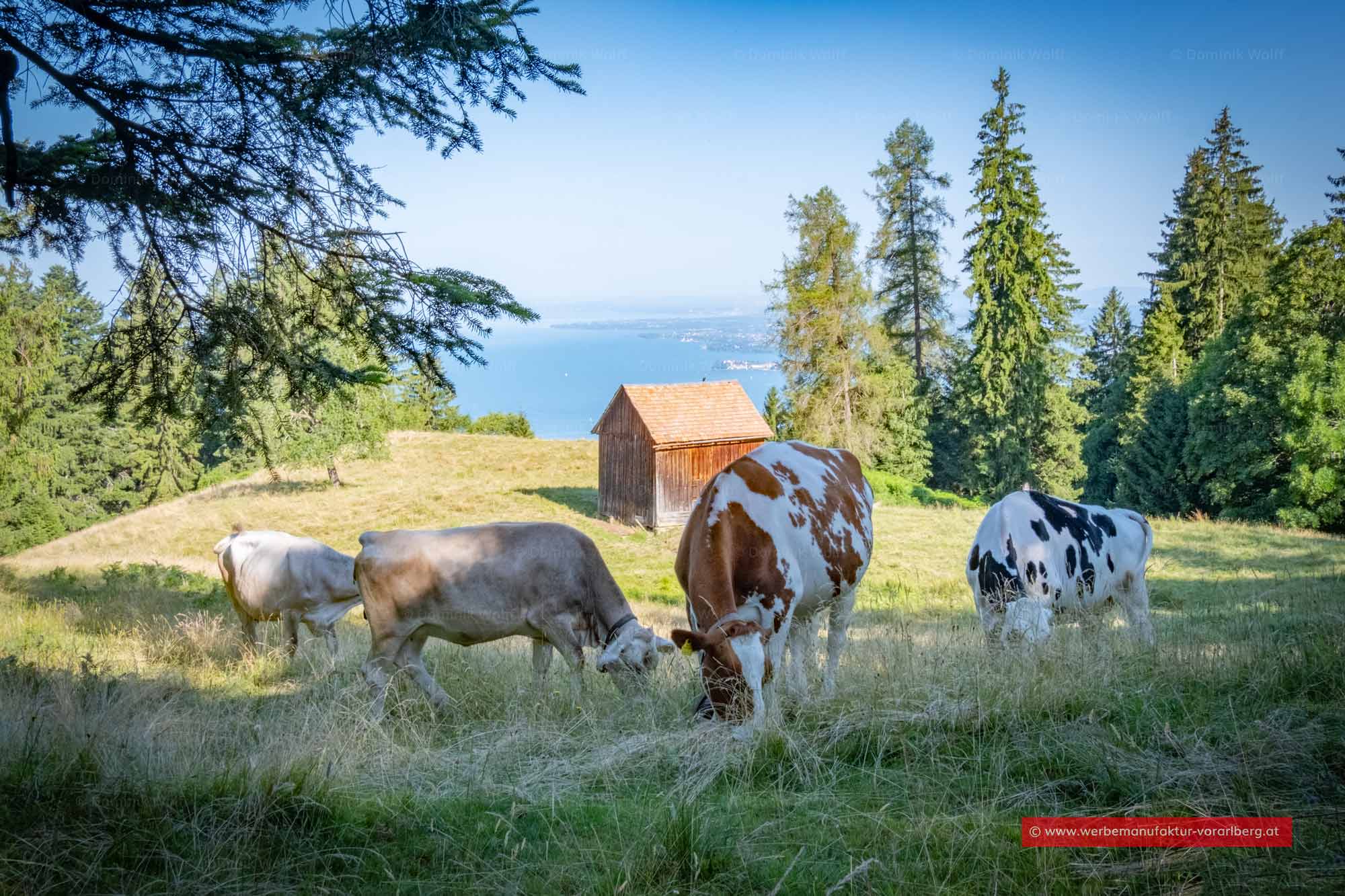 Wanderweg zum Pfänder